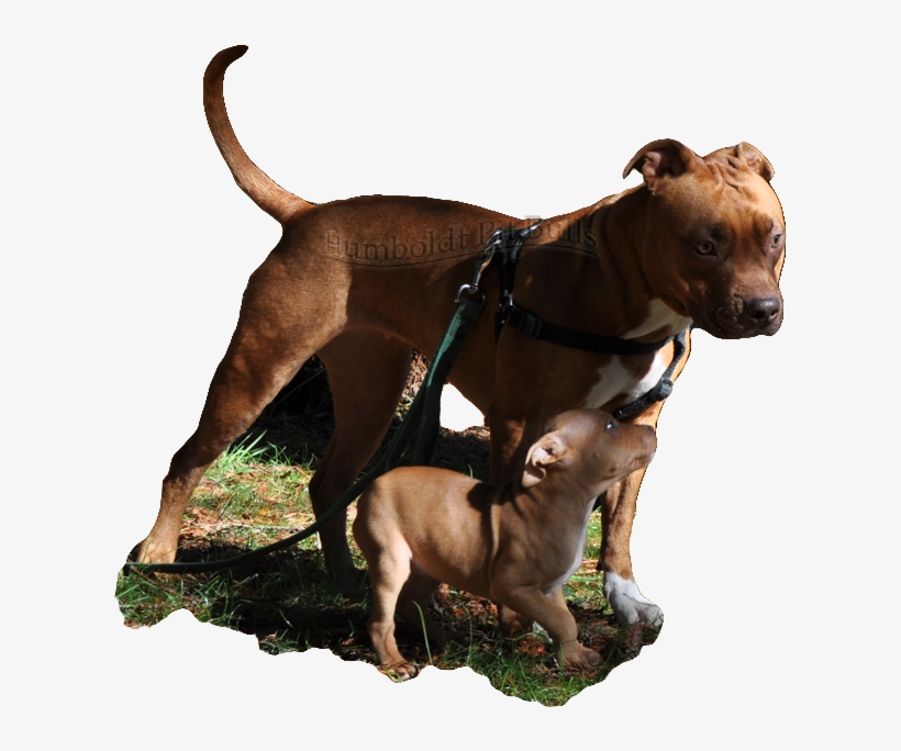Red Nose Pitbull Breeders In California, How Do I Make - Male And Female Red Nose Pitbull Puppies, transparent png download