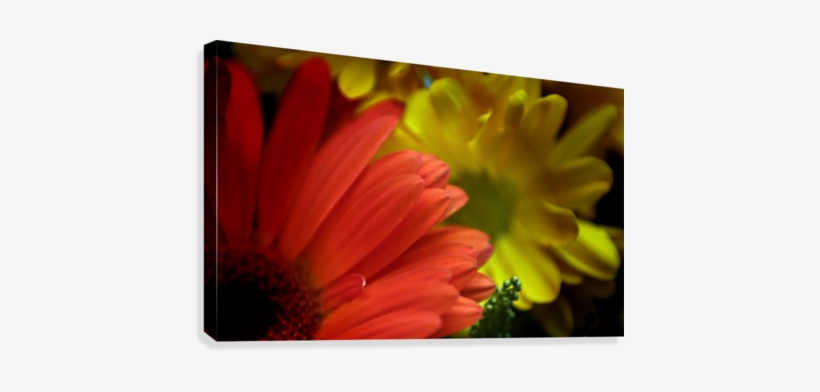 Fps-0080 Canvas Print - Barberton Daisy, transparent png download