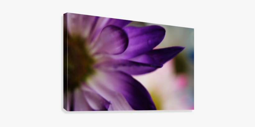 Fps-0002 Canvas Print - Chrysanths, transparent png download