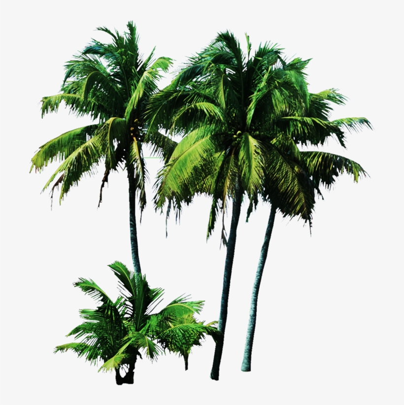 Like Share - Tree Psd, transparent png download