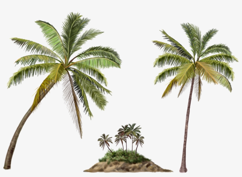 Yükle Palmeras Png Sorgusuna Uygun Resimleri Bedava - Chengcing Lake, transparent png download