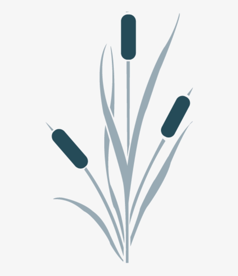 Cattails - Cattail Reed Silhouette Png, transparent png download