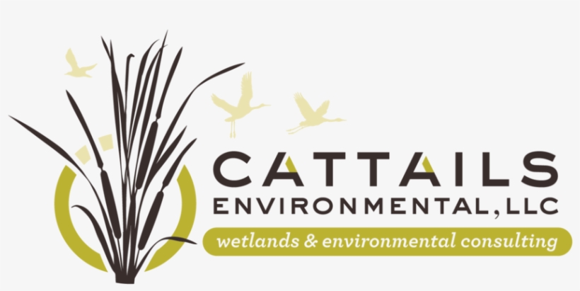 Cattails - Mohouse Design Co., transparent png download