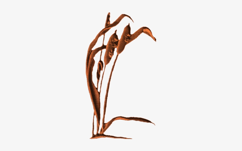 Cattail01 - Macro Photography, transparent png download