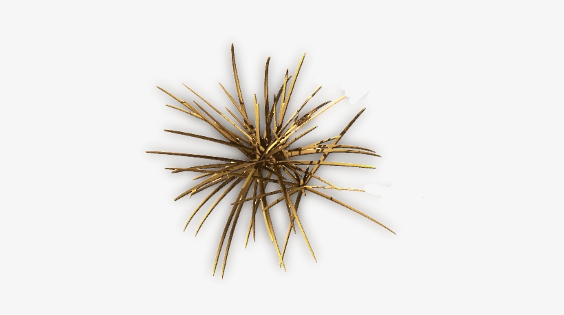 774 Dried Grassclump-g - Pond Pine, transparent png download