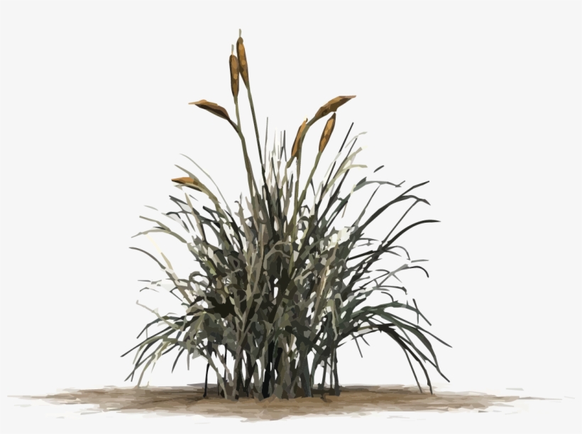 Cattail Graphic - Guzmania 'luna', transparent png download