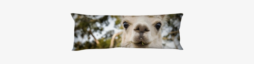 Fotoprint: Alpaca By Thpstock, 41x41cm., transparent png download