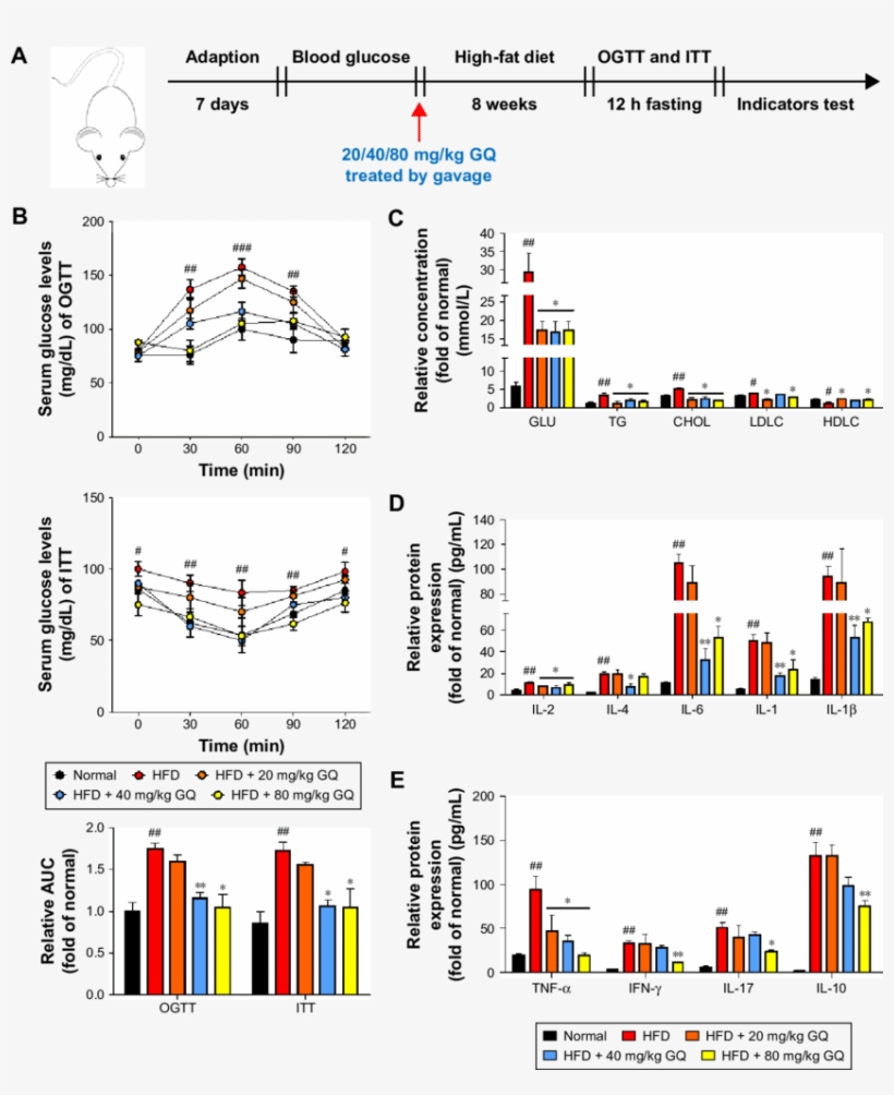 Gq Nanoparticles Restrained Systemic Metabolism Disorder - Systemic Disease, transparent png download