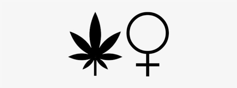 Cannabis Feminist - Pot Leaf Transparent Background, transparent png download