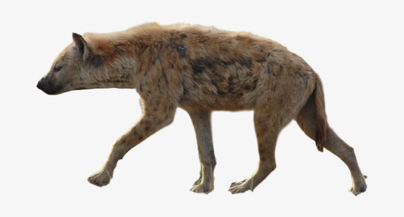 Hyena Png, transparent png download