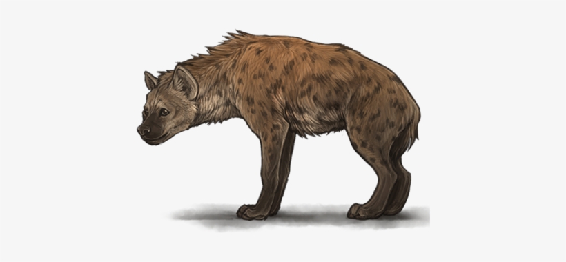 Hyena Png - Lioden Hyenas, transparent png download