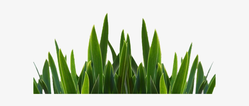 Grass Clipart Strand - Png File For Photoshop, transparent png download