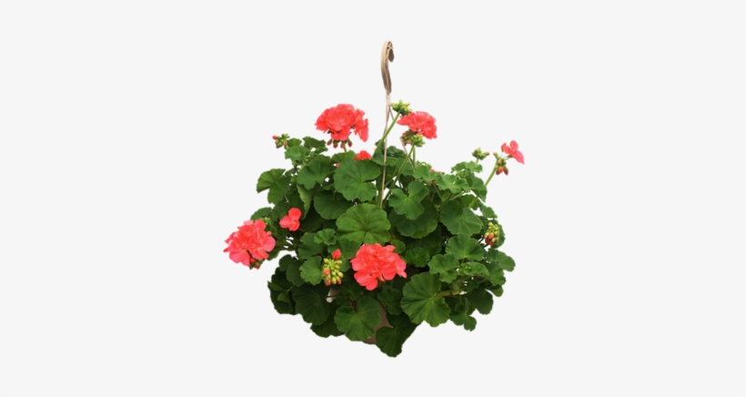 30 A Delivery Date Range Is May - Begonia, transparent png download