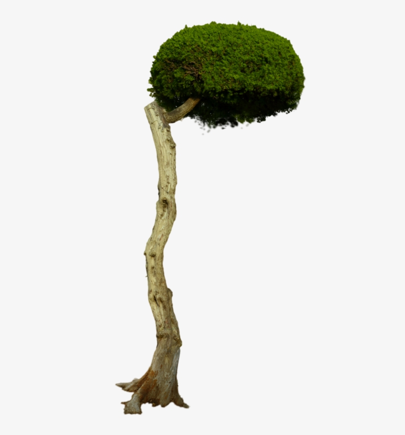 Over Hanging Round Tree Stock Photo Png By Annamae22 - Stock Photography, transparent png download