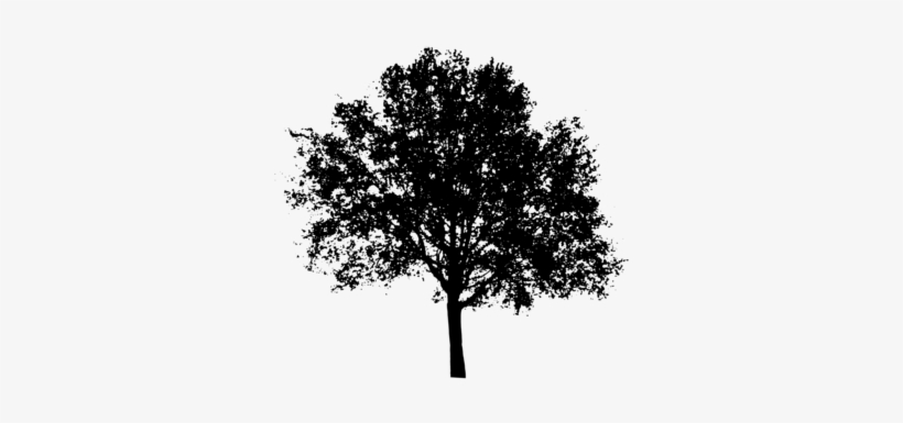 Ever Green - White Tree Silhouette Png, transparent png download