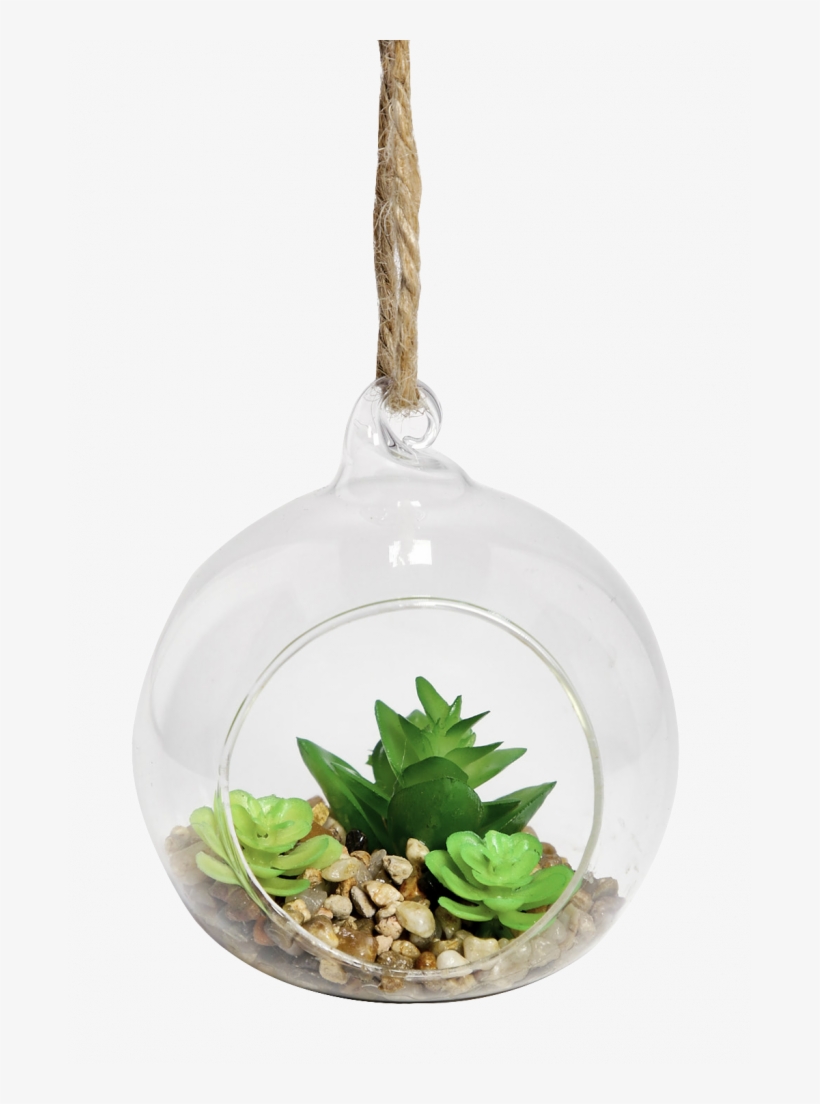 Hanging Succulent Transparent, transparent png download