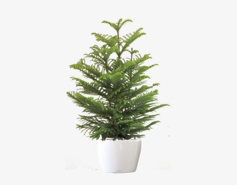 Rent A Plant Main - Norfolk Island Pine Png, transparent png download