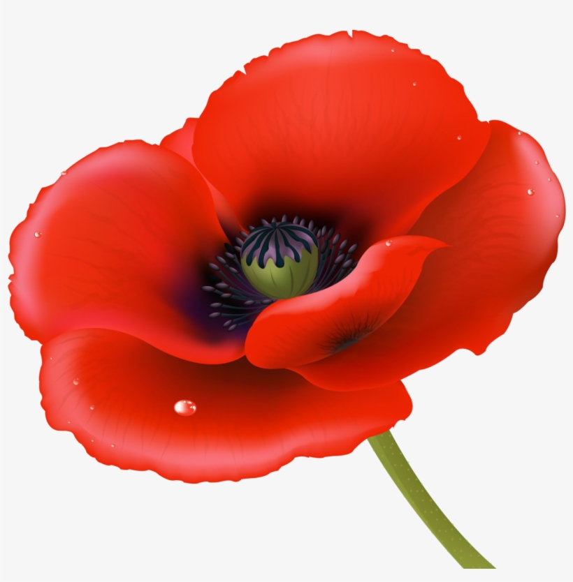 Poppy - ‹ - Silence For 2 Minutes, transparent png download
