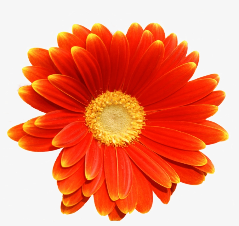 Poppy - Thinking Of You, transparent png download