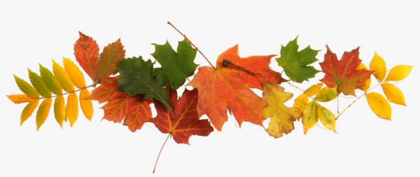 Fall Festival - Catholic Church, transparent png download