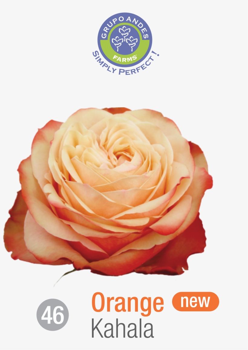 Rosa Variedad Kahala - Variedad De Rosa Kahala, transparent png download
