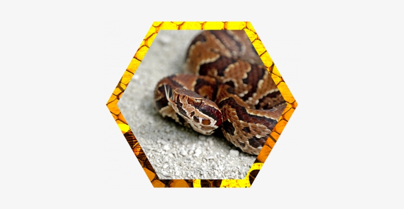 Also Called Water Moccasins, Cottonmouth Snakes Are - Common Snakes Florida, transparent png download
