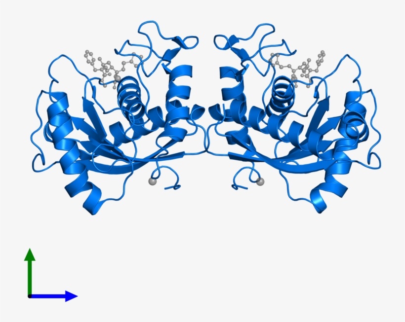 <div Class='caption-body'>pdb Entry 1dth Contains 2 - Snake Venom Metalloproteinase Atrolysin D, transparent png download