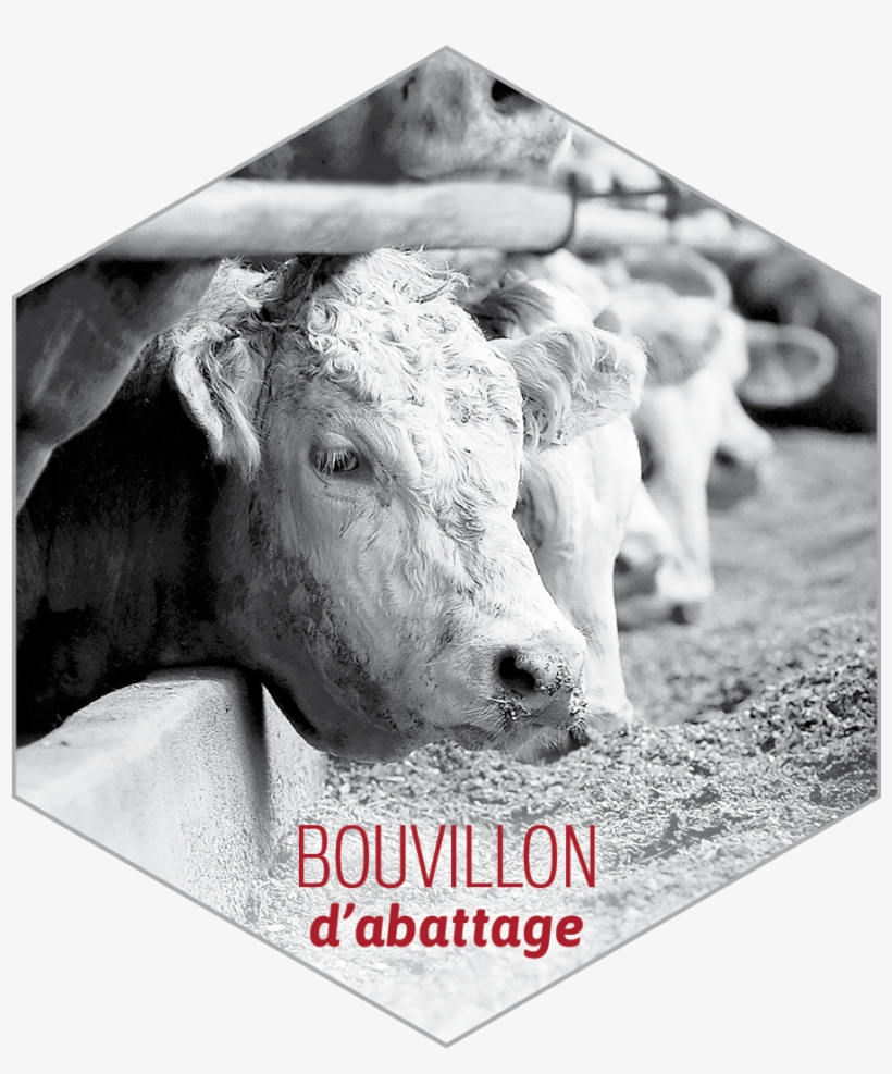 Bovin-128x128 - Livestock, transparent png download