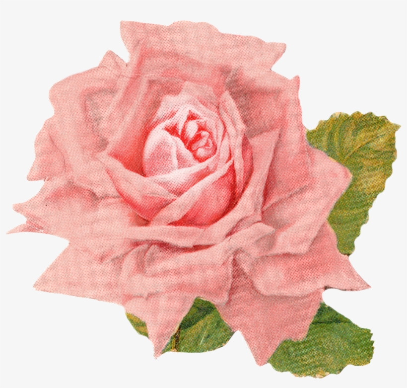 Vintage Rose Orange Vintage Flowers Png PNG Image Transparent PNG Free Download on SeekPNG