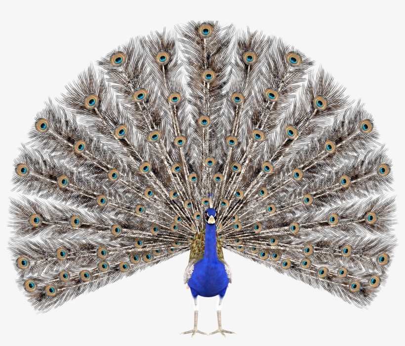Peacock Stock Png Transparent - Peacock Blue Tote Bags, Adult Unisex, Natural, transparent png download