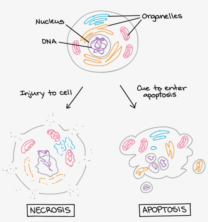Cancer And The Cell Cycle - Nursing, transparent png download