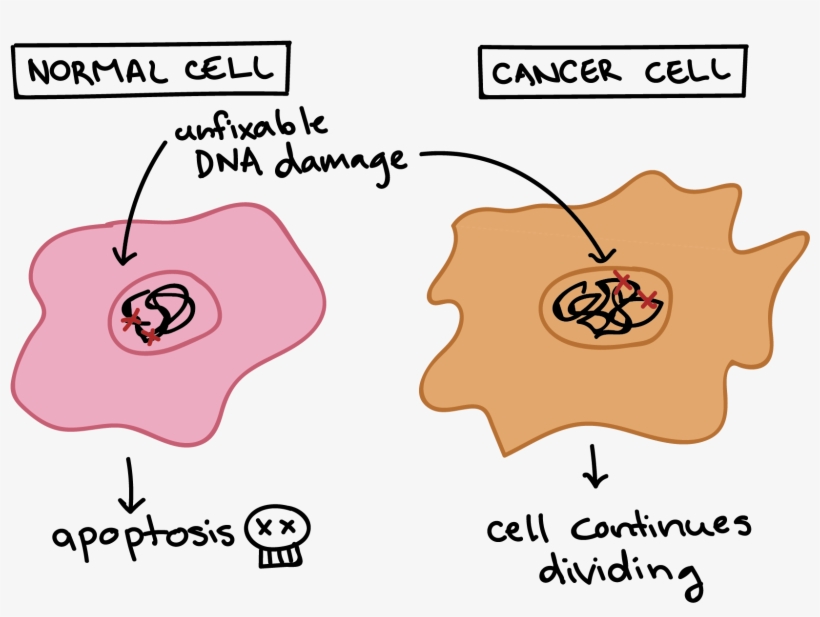 Vector Black And White Download Tumor For Free Download - Cell Cycle, transparent png download