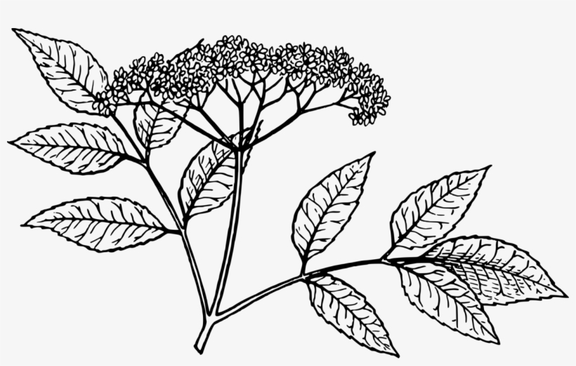 Vector Black And White Download Elderflower Cordial - Elderflower Clipart, transparent png download