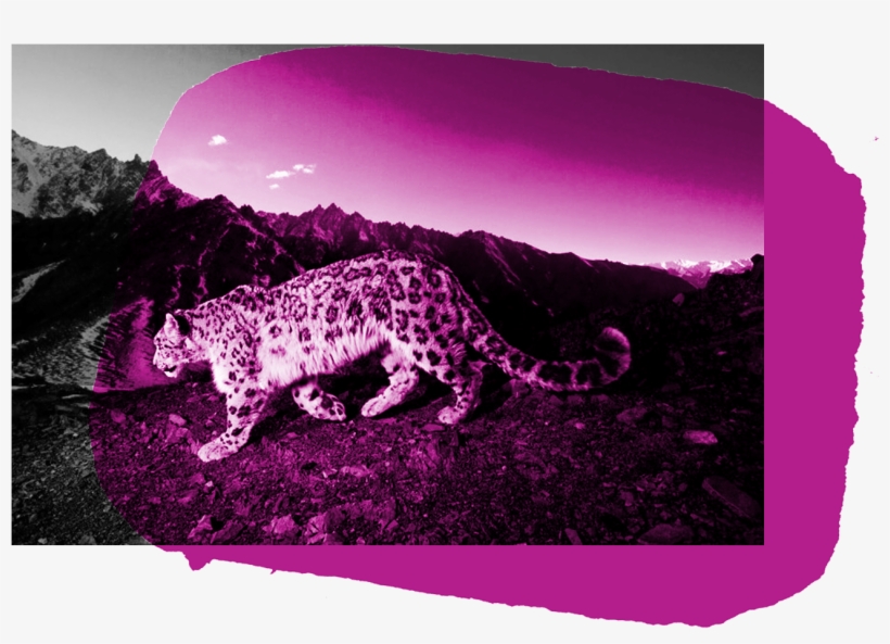 January 4 @ - Nature Mountain Animal Background, transparent png download