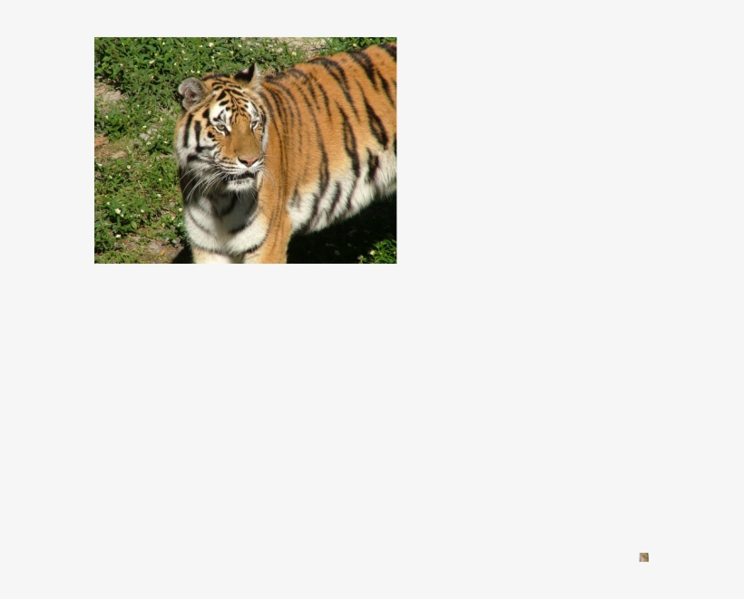 This Is One Of The Snow Leopards Enemies - Siberian Tiger, transparent png download