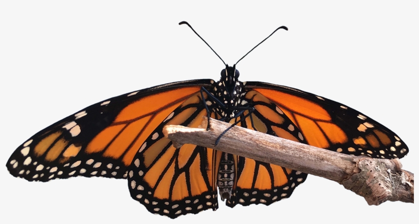 Monarch Lifecycle - Monarch Butterfly, transparent png download
