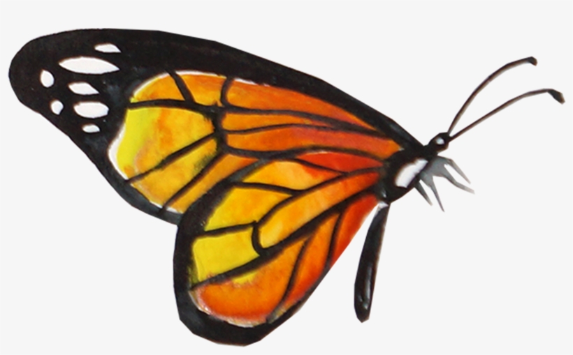 Creative Watercolor Butterfly 1611*923 - Monarch Butterfly Watercolor Background, transparent png download