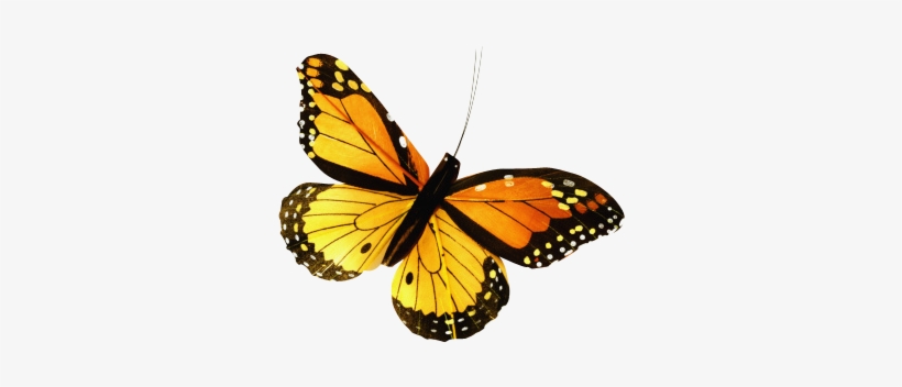Butterfly - Photograph, transparent png download