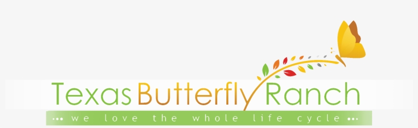 2017 Monarch Butterfly And Pollinator Festival Archive - Graphic Design, transparent png download