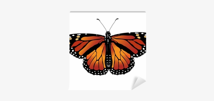Mariposa Monarca Sin Fondo, transparent png download