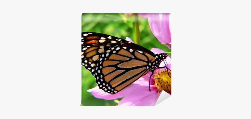 Minibeasts: Science Cd Resource Pack, transparent png download