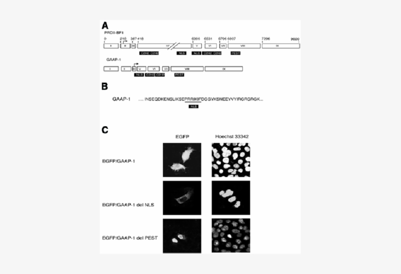 Schematic Representation Of The Exon Composition Of - Primary Transcript, transparent png download