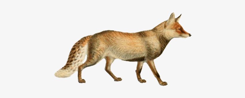 Dogs, Jackals, Wolves, And Foxes - Wolf, transparent png download