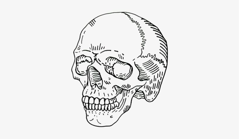 Archive - - Skull Png, transparent png download