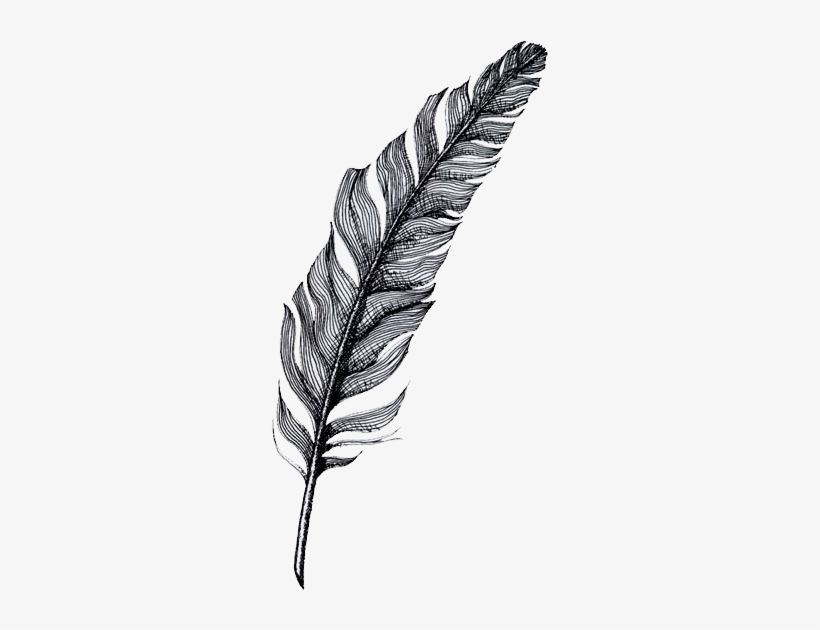 Photo - Pluma Png, transparent png download