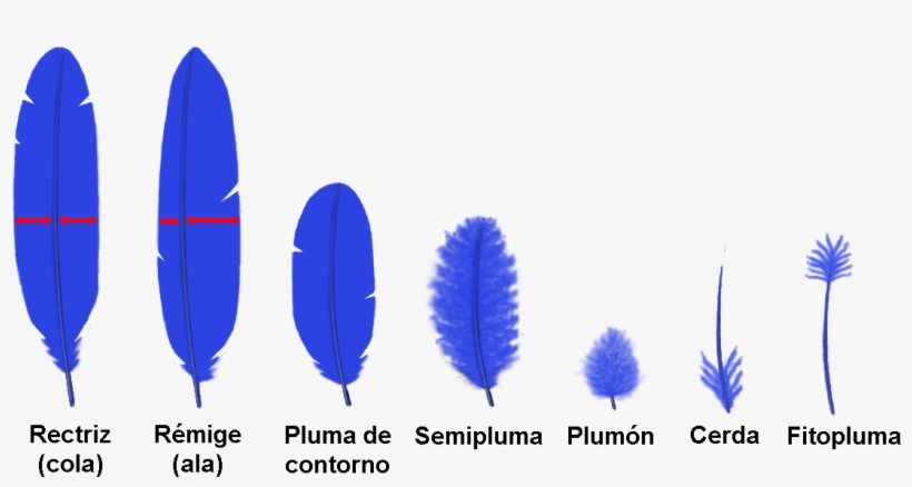 Tipos De Plumas - Tipos De Plumas De Aves, transparent png download