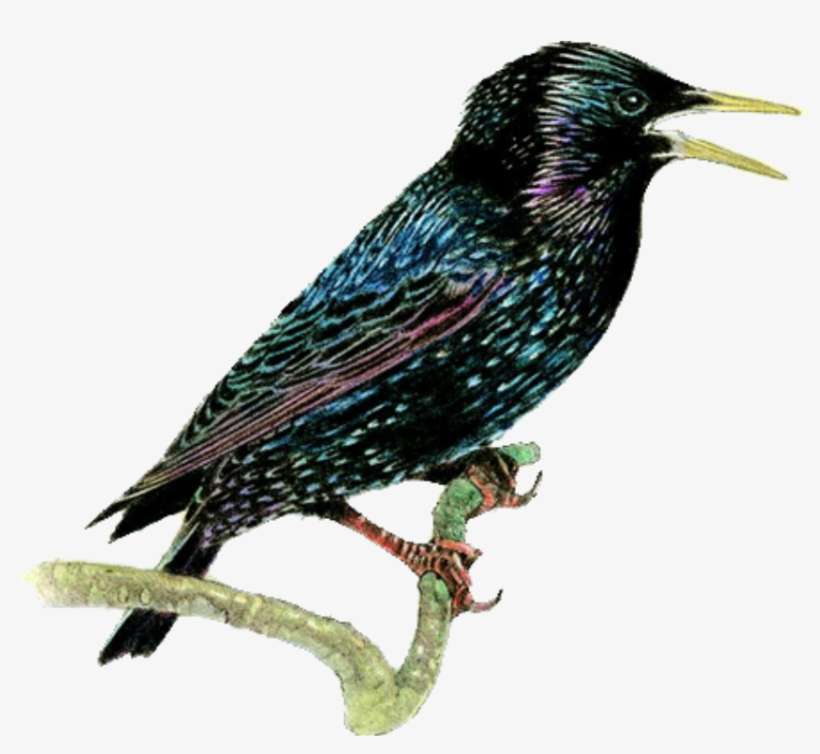 Starling Png Transparent - Black Bird With Small White Spots, transparent png download