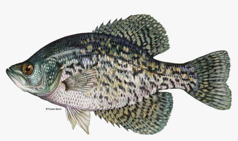 Illustration Of A Black Crappie - Black Crappie, transparent png download