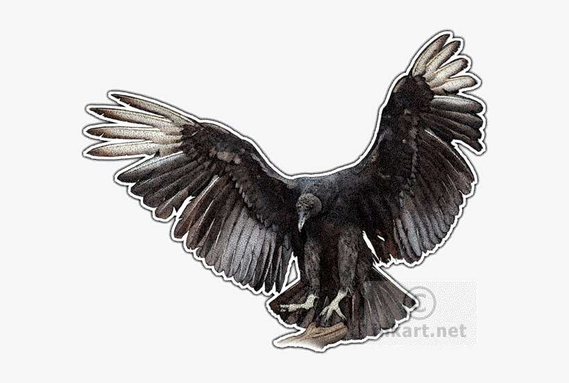 Wildlife Art - Vultures Of The World Throw Blanket, transparent png download