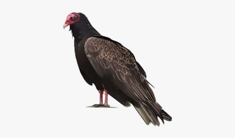 Turkey Vulture, transparent png download